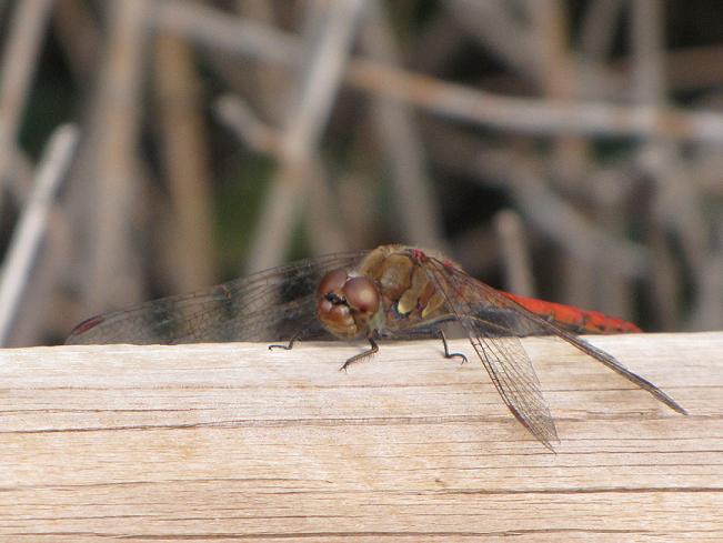 Libellula - Sympetrum striolatum (maschio)